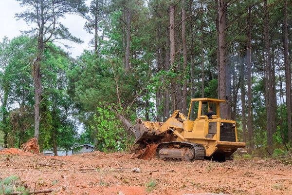 Trees Clearing in Ringgold