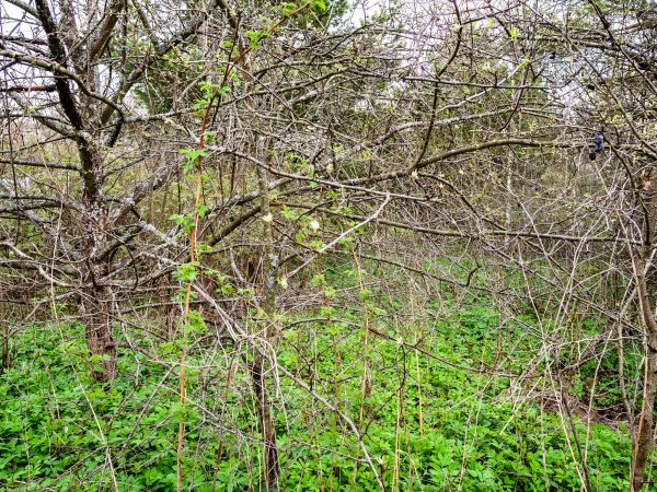 Underbrush Clearing in Ringgold