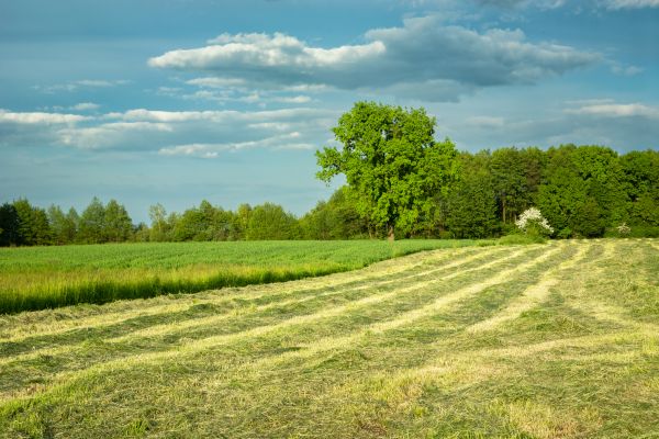 Cost of Vegetation Removal in Ringgold