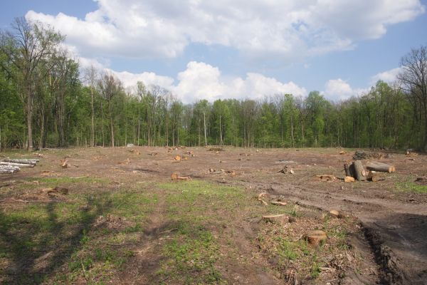 Cost of Pasture Clearing in Ringgold