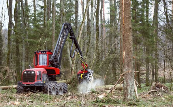 Cost of Forest Clearance Service in Ringgold