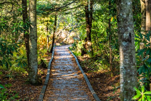 Cost of Trail Clearing in Ringgold
